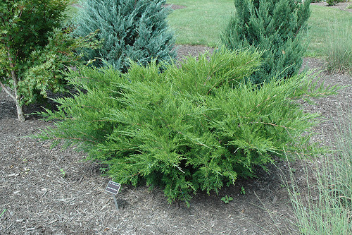 Sea Green Juniper (Juniperus chinensis 'Sea Green' 2037.315) #3 15-18"