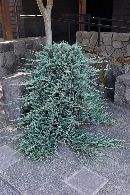 Blue Rug Juniper (Juniperus horizontalis 'Wiltonii' 2043.315) #3 15-18"