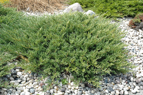 Andorra Juniper (Juniperus horizontalis 'Plumosa Compacta' 2045.315) 15-18" 526