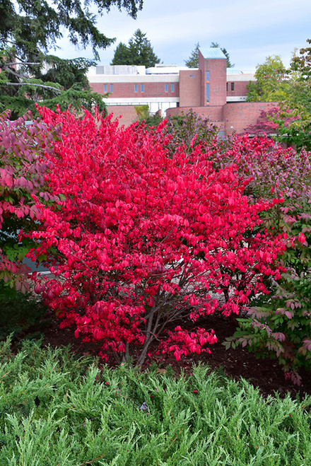 Compact Winged Burning Bush (Euonymus alatus 'Compactus' 1070.315) #3 15-18"