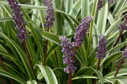 Variegata Lily Turf (Liriope muscari 'Variegata' 5118*1) TRADE 1 