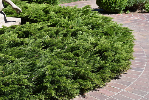 Calgary Carpet Juniper (Juniperus sabina 'Calgary Carpet' 2544.315) #3 15-18"