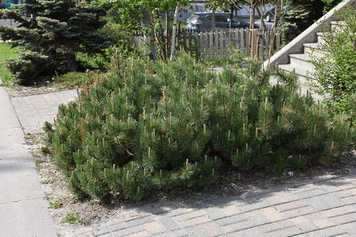 Dwarf Mugo Pine (Pinus mugo var. pumilio 2112.312) #3 12-15"