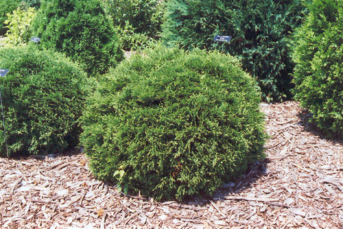 Hetz Midget Arborvitae (Thuja occidentalis 'Hetz Midget' 2243.312) #3 12-15"