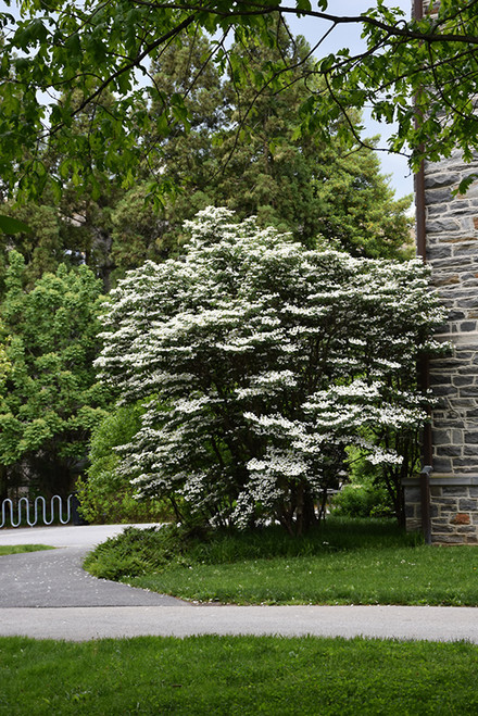 Summer Snowflake Doublefile Viburnum (Viburnum plicatum 'Summer Snowflake' 1462.315) #3 15-18"