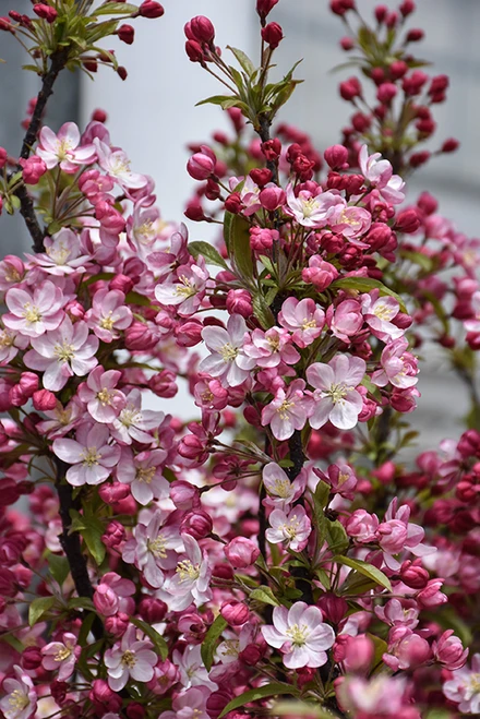 Coralburst Flowering Crab (Malus 'Coralburst' 0253.9ST) #15 STD