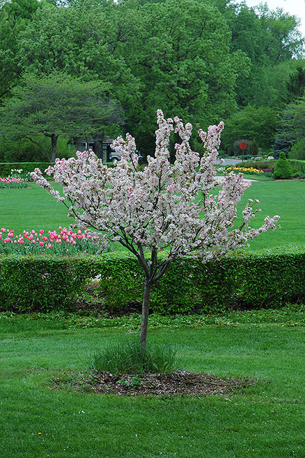 Coralburst Flowering Crab (Malus 'Coralburst' 0253.9ST) #15 STD