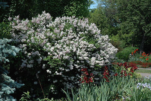 Miss Kim Lilac (Syringa patula 'Miss Kim' 1405.518) #5 18-24"