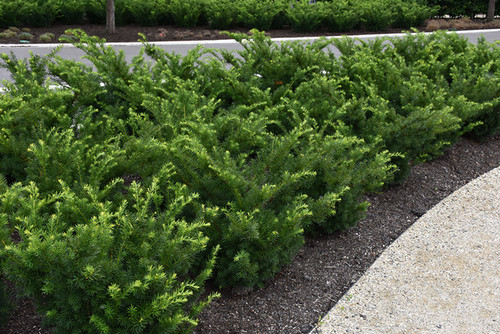 Densiformis Yew (Taxus x media 'Densiformis' 2505.312) #3 12-15"