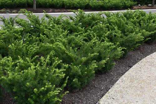 Densiformis Yew (Taxus x media 'Densiformis' 2505.312) #3 12-15"