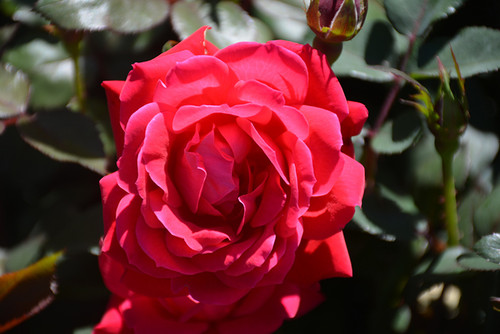 Knock Out Rose (Rosa 'Radrazz' 7436.3) #3 
