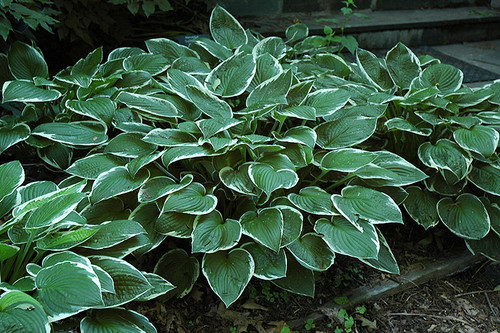 Francee Hosta (Hosta 'Francee' 4909.1) #1 