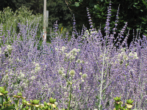 Little Spire Russian Sage (Perovskia 'Little Spire' 5643.1) #1 