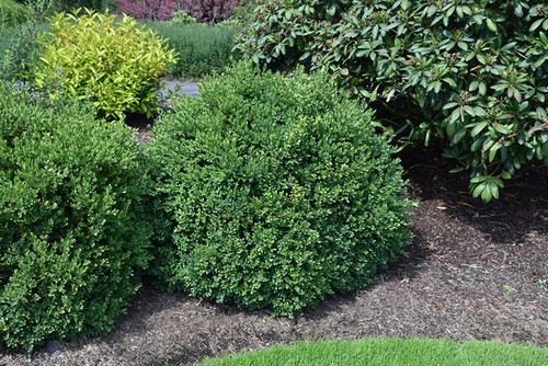 Green Velvet Boxwood (Buxus 'Green Velvet' 2023.312) #3 12-15"