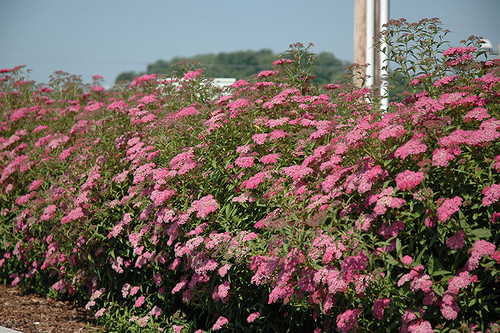 Anthony Waterer Spirea (Spiraea x bumalda 'Anthony Waterer' 1345.315) #3 15-18"