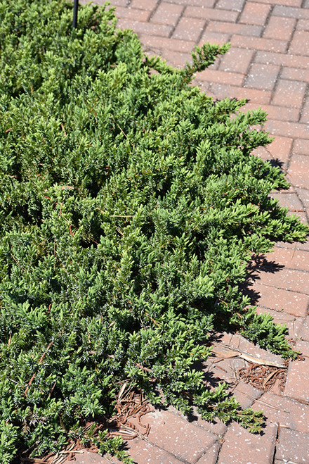 Blue Pacific Shore Juniper (Juniperus conferta 'Blue Pacific' 2038.315) #3 15-18"