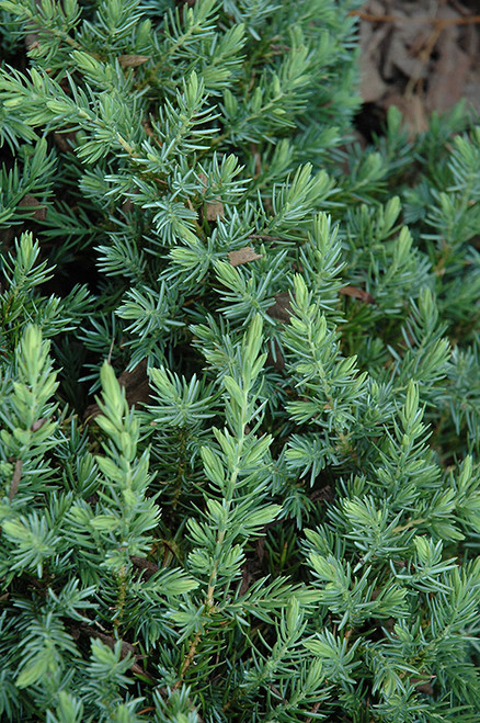 Blue Pacific Shore Juniper (Juniperus conferta 'Blue Pacific' 2038.315) #3 15-18"