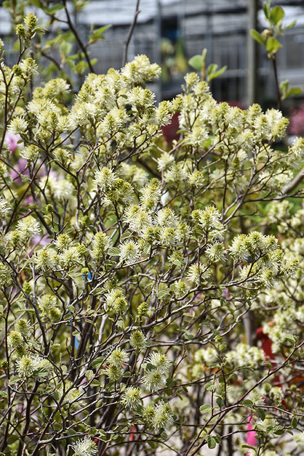 Mt. Airy Fothergilla (Fothergilla major 'Mt. Airy' 1207.315) #3 15-18"