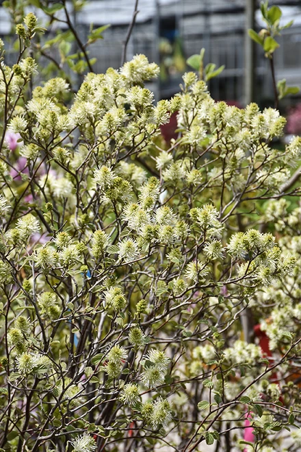 Mt. Airy Fothergilla (Fothergilla major 'Mt. Airy' 1207.315) #3 15-18"