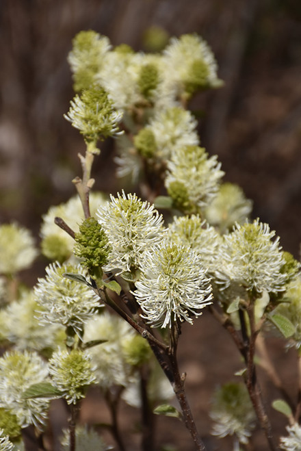 Mt. Airy Fothergilla (Fothergilla major 'Mt. Airy' 1207.315) #3 15-18"