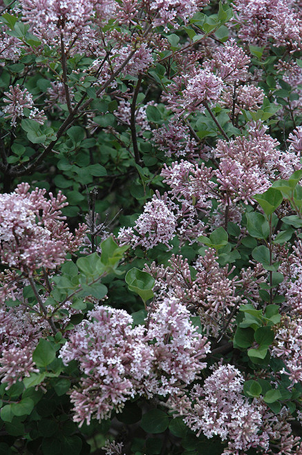 Dwarf Korean Lilac (Syringa meyeri 'Palibin' 1397.518) #5 18-24"