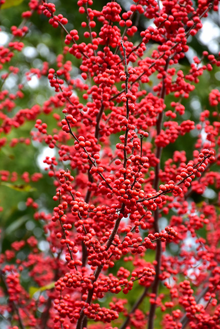 Winter Red Winterberry (Ilex verticillata 'Winter Red' 1127.318) #3 18-24"