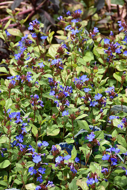 Plumbago (Ceratostigma plumbaginoides 4148.1) #1 