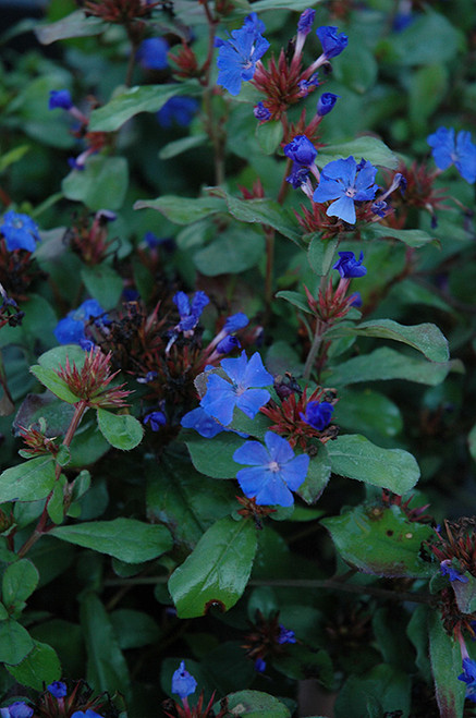 Plumbago (Ceratostigma plumbaginoides 4148.1) #1 