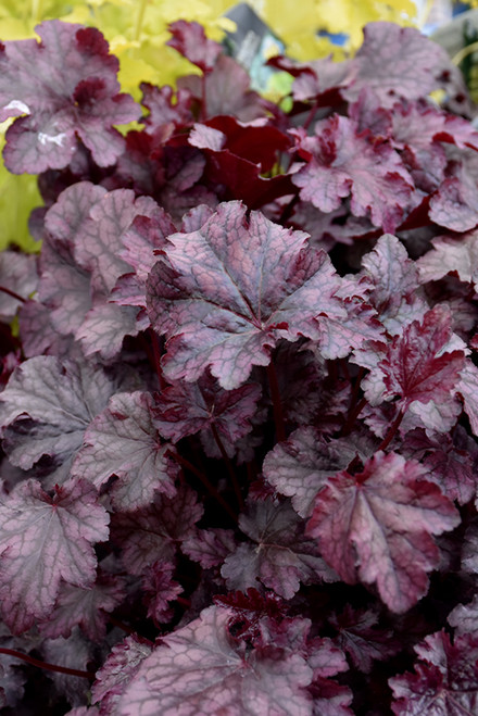Plum Pudding Coral Bells (Heuchera 'Plum Pudding' 4834.1) #1 