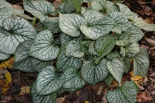 Jack Frost Bugloss (Brunnera macrophylla 'Jack Frost' 5709.1) #1 