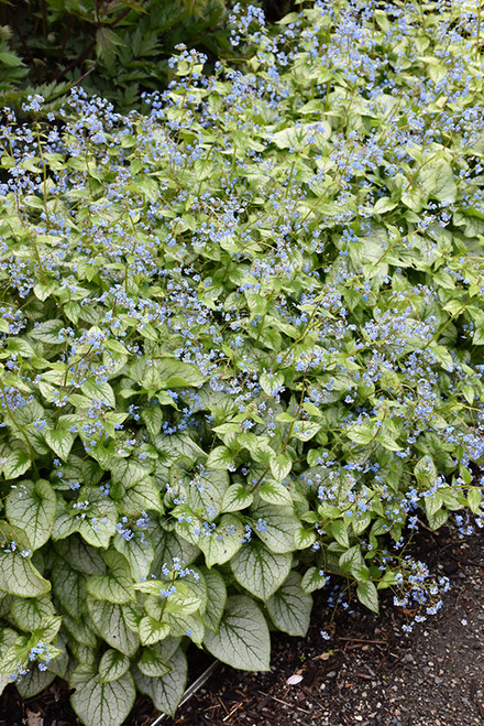 Jack Frost Bugloss (Brunnera macrophylla 'Jack Frost' 5709.1) #1 