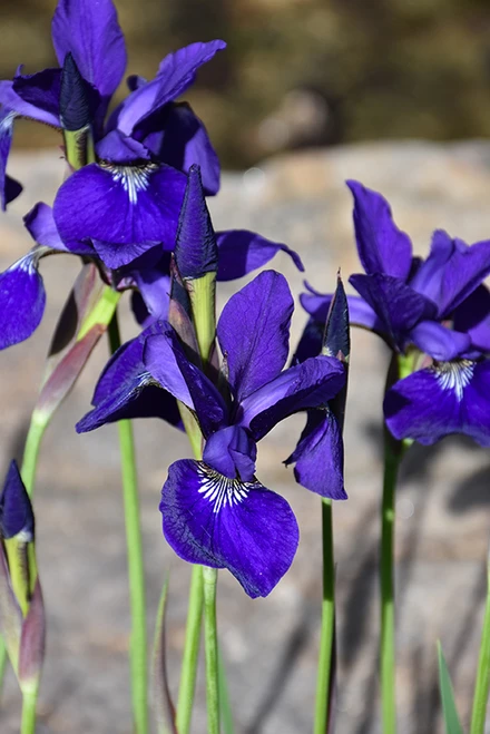Caesar's Brother Siberian Iris (Iris sibirica 'Caesar's Brother' 5027.1) #1 