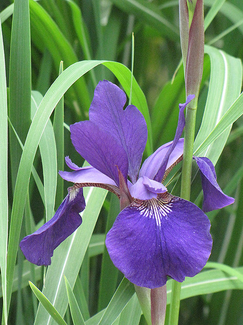 Caesar's Brother Siberian Iris (Iris sibirica 'Caesar's Brother' 5027.1) #1 