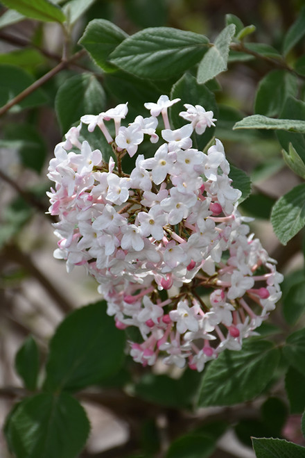 Judd's Viburnum (Viburnum x juddii 1483.315) #3 15-18"