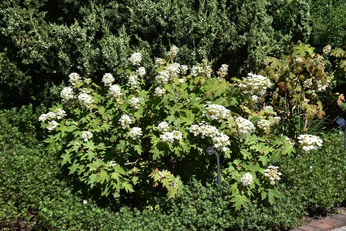 Pee Wee Hydrangea (Hydrangea quercifolia 'Pee Wee' 1434.3) #3 