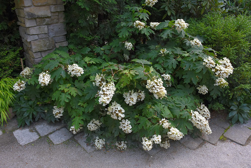 Pee Wee Hydrangea (Hydrangea quercifolia 'Pee Wee' 1434.3) #3 