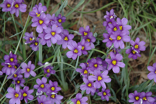 Lucerne Blue-Eyed Grass (Sisyrinchium angustifolium 'Lucerne' 5685.1) #1 