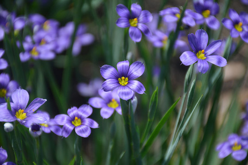 Lucerne Blue-Eyed Grass (Sisyrinchium angustifolium 'Lucerne' 5685.1) #1 