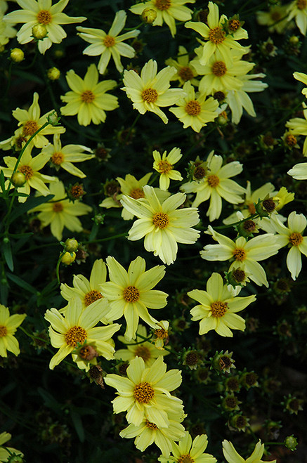 Creme Brulee Tickseed (Coreopsis 'Creme Brulee' 5769.1) #1 