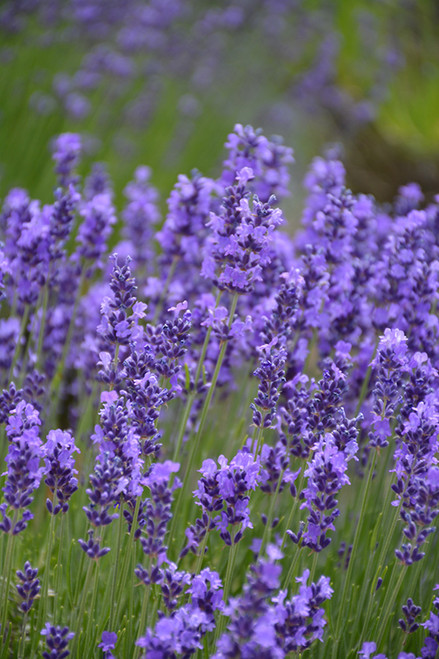 Hidcote Lavender (Lavandula angustifolia 'Hidcote' 5045.1) #1 