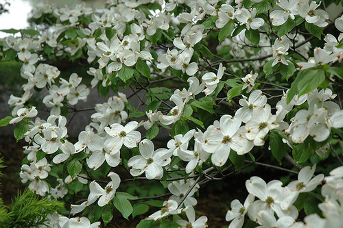 Cherokee Princess Flowering Dogwood (Cornus florida 'Cherokee Princess' 0074.5) #5 