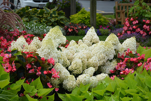Little Lime Hydrangea (Hydrangea paniculata 'Jane' 1868.3PW) #3 PWINNER