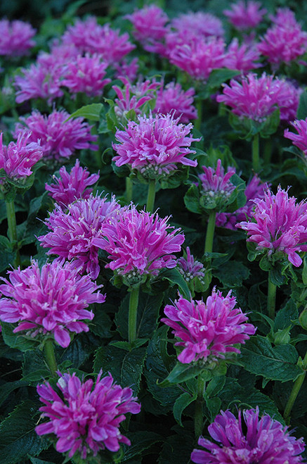 Petite Delight Beebalm (Monarda 'Petite Delight' 5213.1) #1 
