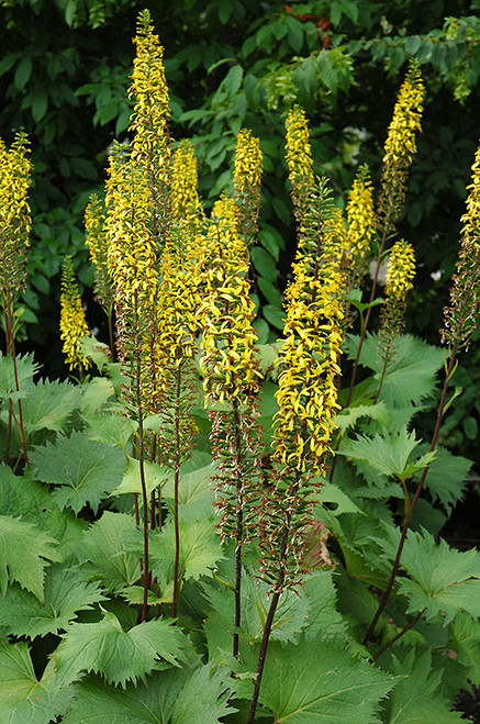 The Rocket Rayflower (Ligularia 'The Rocket' 5057.1) #1 
