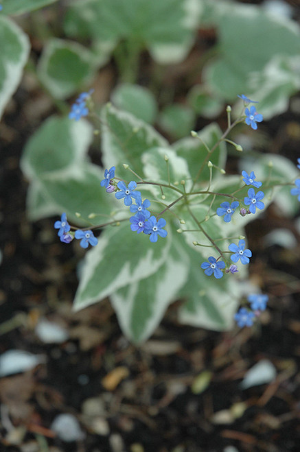 Variegated Siberian Bugloss (Brunnera macrophylla 'Variegata' 4153.1) #1 