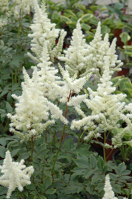 Bridal Veil Astilbe (Astilbe x arendsii 'Bridal Veil' 4093.1) #1 