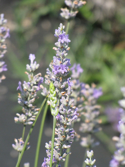 Provence Lavender (Lavandula x intermedia 'Provence' 4522.1) #1 