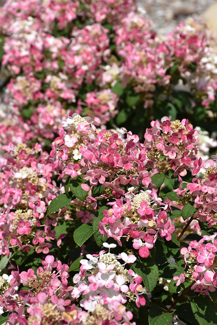 Little Quick Fire Hydrangea (Hydrangea paniculata 'SMHPLQF' 1338.3PW) #3 PWINNER