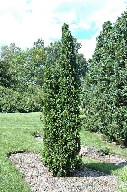 Degroot's Spire Arborvitae (Thuja occidentalis 'Degroot's Spire' 2152.536) #5 36-42"