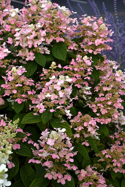 Quick Fire Hydrangea (Hydrangea paniculata 'Bulk' 1296.9PS) #15 PW STD